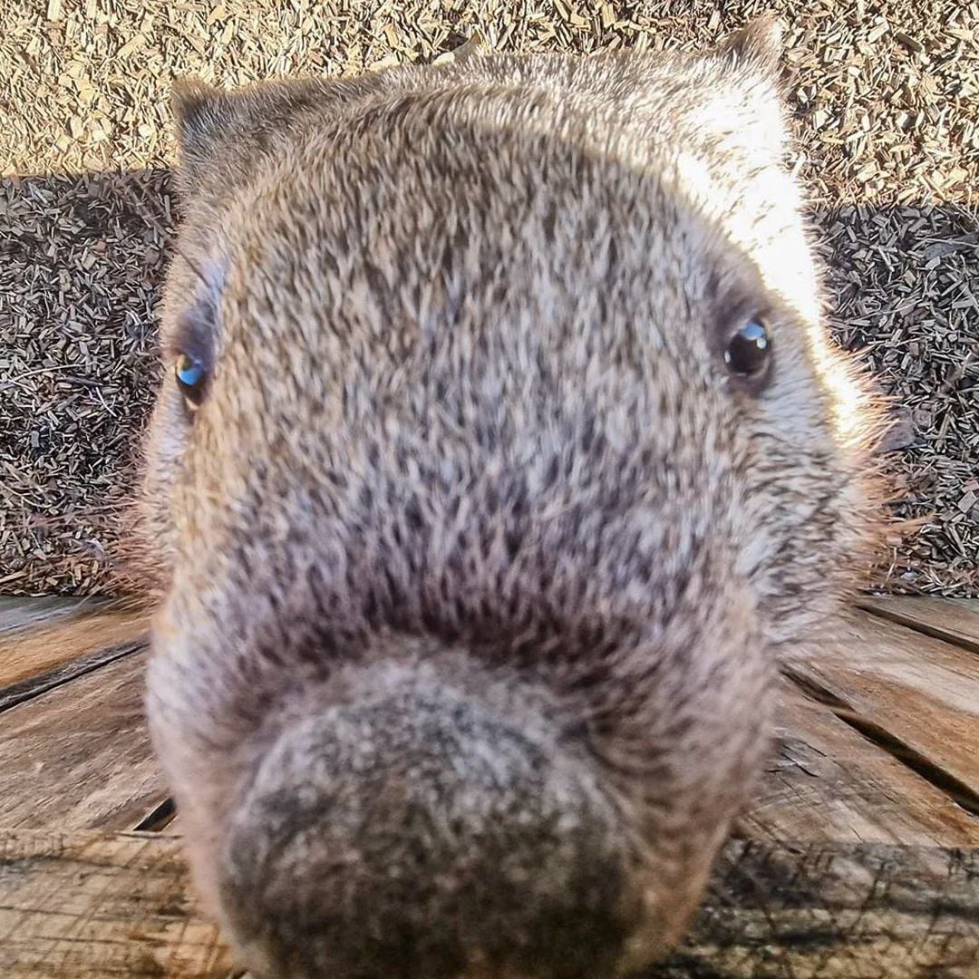 Sydney Zoo November Public Day Tour November 2022 Image -636ff9db723a0